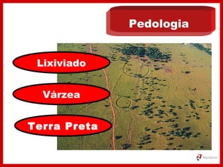 Pedologia
Lixiviado
Várzea
Terra Preta
 