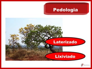 Pedologia
Lixiviado
Laterizado
 