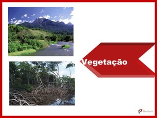 Vegetação
 