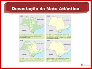 Devastação da Mata Atlântica
 