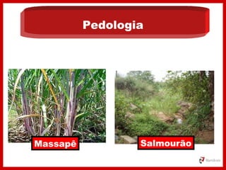 Pedologia
Massapê Salmourão
 