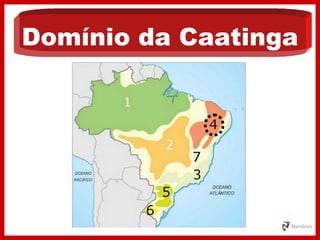 Domínio da Caatinga
 
