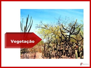 Vegetação
 