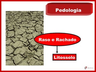 Pedologia
Raso e Rachado
Litossolo
 