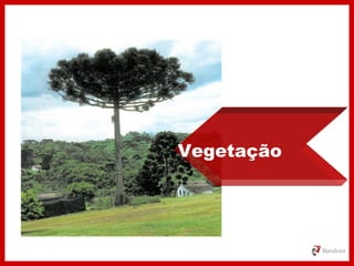 Vegetação
 