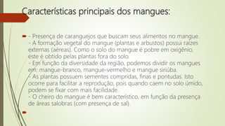 Características principais dos mangues:
 - Presença de caranguejos que buscam seus alimentos no mangue.
- A formação vegetal do mangue (plantas e arbustos) possui raízes
externas (aéreas). Como o solo do mangue é pobre em oxigênio,
este é obtido pelas plantas fora do solo.
- Em função da diversidade da região, podemos dividir os mangues
em: mangue-branco, mangue-vermelho e mangue siriúba.
- As plantas possuem sementes compridas, finas e pontudas. Isto
ocorre para facilitar a reprodução, pois quando caem no solo úmido,
podem se fixar com mais facilidade.
- O cheiro do mangue é bem característico, em função da presença
de áreas salobras (com presença de sal).

 
