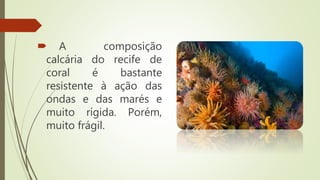  A composição
calcária do recife de
coral é bastante
resistente à ação das
ondas e das marés e
muito rígida. Porém,
muito frágil.
 