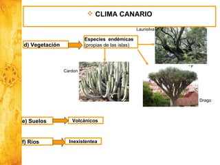 Historia y Ciencias Sociales
Geografía
d) Vegetación
Especies endémicas
(propias de las islas)
e) Suelos Volcánicos
f) Ríos Inexistentea
 CLIMA CANARIO
Cardon
Drago
Laurisilva
 