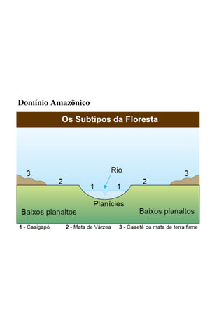 Degraus da vegetação amazônica
 