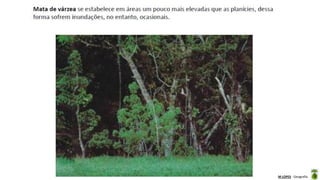 Aula elaborada pela Professora FERNANDA BRUM LOPES - Geografia
 