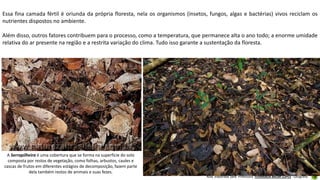 Aula elaborada pela Professora FERNANDA BRUM LOPES - Geografia
Essa fina camada fértil é oriunda da própria floresta, nela os organismos (insetos, fungos, algas e bactérias) vivos reciclam os
nutrientes dispostos no ambiente.
Além disso, outros fatores contribuem para o processo, como a temperatura, que permanece alta o ano todo; a enorme umidade
relativa do ar presente na região e a restrita variação do clima. Tudo isso garante a sustentação da floresta.
A Serrapilheira é uma cobertura que se forma na superfície do solo
composta por restos de vegetação, como folhas, arbustos, caules e
cascas de frutos em diferentes estágios de decomposição, fazem parte
dela também restos de animais e suas fezes.
 