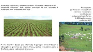 Aula elaborada pela Professora FERNANDA BRUM LOPES - Geografia
No cerrado, o solo ácido e pobre em nutrientes foi corrigido e a vegetação foi
largamente substituída pelas grandes plantações de soja destinada à
exportação, pelas pastagens e pelas roças.
A baixa fertilidade do solo para a formação de pastagens foi resolvida com a
introdução de gramíneas de origem africana, rústicas e resistentes, como a
Brachiaria brizanta e a Brachiaria decumbens.
Áreas cobertas
por florestas e cerrados foram
e têm sido intensamente
substituídas por
pastagens no Brasil. Na foto
de 2003, gado no pasto
em Cumari (GO).
 