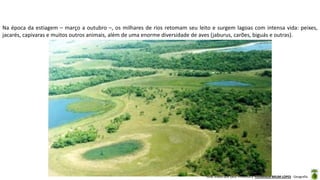 Aula elaborada pela Professora FERNANDA BRUM LOPES - Geografia
Na época da estiagem – março a outubro –, os milhares de rios retomam seu leito e surgem lagoas com intensa vida: peixes,
jacarés, capivaras e muitos outros animais, além de uma enorme diversidade de aves (jaburus, carões, biguás e outras).
 