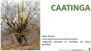 Aula elaborada pela Professora FERNANDA BRUM LOPES - Geografia
-Mata ‘Branca’
-único bioma exclusivamente brasileiro
-vegetação adaptada às condições de aridez
(xerófilas)
 