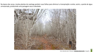 Aula elaborada pela Professora FERNANDA BRUM LOPES - Geografia
Na época das secas, muitas plantas da caatinga perdem suas folhas para diminuir a transpiração e evitar, assim, a perda de água
armazenada, produzindo uma paisagem seca e desolada.
 