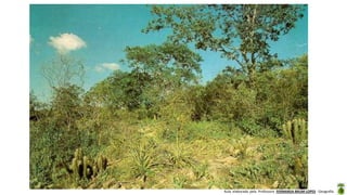 Aula elaborada pela Professora FERNANDA BRUM LOPES - Geografia
 