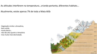 Aula elaborada pela Professora FERNANDA BRUM LOPES - Geografia
As altitudes interferem na temperatura...criando portanto, diferentes habitats...
Atualmente, existe apenas 7% de toda a Mata Atlântica....
-Vegetação similar a Amazônia,
-bem verde,
-muito densa...
-não tão alta quanto a Amazônia
-mas muito mais desmatada.
 