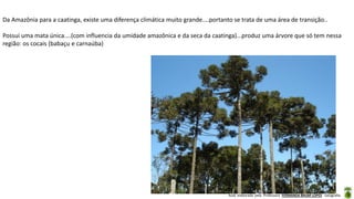 Aula elaborada pela Professora FERNANDA BRUM LOPES - Geografia
Da Amazônia para a caatinga, existe uma diferença climática muito grande....portanto se trata de uma área de transição..
Possui uma mata única....(com influencia da umidade amazônica e da seca da caatinga)...produz uma árvore que só tem nessa
região: os cocais (babaçu e carnaúba)
 