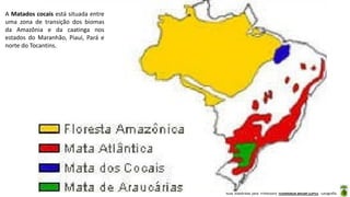 Aula elaborada pela Professora FERNANDA BRUM LOPES - Geografia
A Matados cocais está situada entre
uma zona de transição dos biomas
da Amazônia e da caatinga nos
estados do Maranhão, Piauí, Pará e
norte do Tocantins.
 