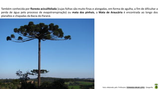 Aula elaborada pela Professora FERNANDA BRUM LOPES - Geografia
Também conhecida por floresta aciculifoliada (cujas folhas são muito finas e alongadas, em forma de agulha, a fim de dificultar a
perda de água pelo processo de evapotranspiração) ou mata dos pinhais, a Mata de Araucária é encontrada ao longo dos
planaltos e chapadas da Bacia do Paraná.
 
