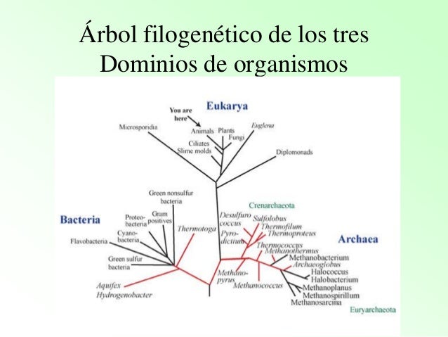 Dominios y reinos 2015 3