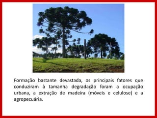 Formação bastante devastada, os principais fatores que
conduziram à tamanha degradação foram a ocupação
urbana, a extração de madeira (móveis e celulose) e a
agropecuária.
 