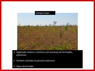 Campos Sujos
 Vegetação rasteira e contínua com presença de formações
arbustivas.
 Também utilizada na pecuária extensiva
 Típico do Cerrado
 