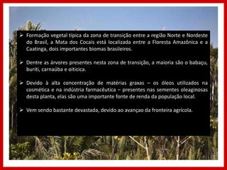  Formação vegetal típica da zona de transição entre a região Norte e Nordeste
do Brasil, a Mata dos Cocais está localizada entre a Floresta Amazônica e a
Caatinga, dois importantes biomas brasileiros.
 Dentre as árvores presentes nesta zona de transição, a maioria são o babaçu,
buriti, carnaúba e oiticica.
 Devido à alta concentração de matérias graxas – os óleos utilizados na
cosmética e na indústria farmacêutica – presentes nas sementes oleaginosas
desta planta, elas são uma importante fonte de renda da população local.
 Vem sendo bastante devastada, devido ao avançao da fronteira agrícola.
 