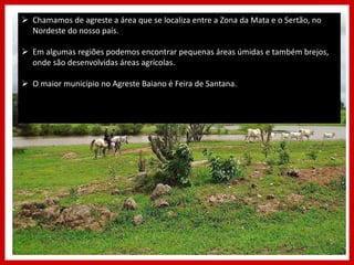  Chamamos de agreste a área que se localiza entre a Zona da Mata e o Sertão, no
Nordeste do nosso país.
 Em algumas regiões podemos encontrar pequenas áreas úmidas e também brejos,
onde são desenvolvidas áreas agrícolas.
 O maior município no Agreste Baiano é Feira de Santana.
 