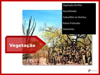Vegetação
Vegetação Xerófila
Aciculifoliada
Caducifólia ou Decídua
Raízes Profundas
Heteróclita
 