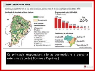 Os principais responsáveis são as queimadas e a pecuária
extensiva de corte ( Bovinos e Caprinos )
 
