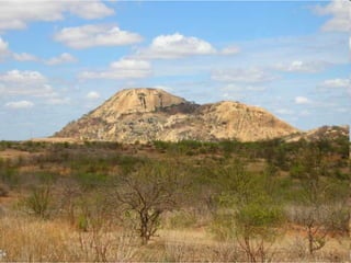 Domínio da caatinga