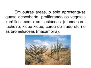 Em outras áreas, o solo apresenta-se
quase descoberto, proliferando os vegetais
xerófilos, como as cactáceas (mandacaru,
facheiro, xique-xique, coroa de frade etc.) e
as bromeliáceas (macambira).

 