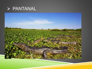  PANTANAL
 
