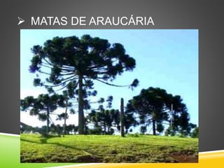  MATAS DE ARAUCÁRIA
 