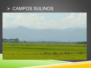  CAMPOS SULINOS
 