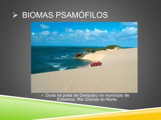 BIOMAS PSAMÓFILOS
 Duna na praia de Genipabu no município de
Extremoz, Rio Grande do Norte.
 