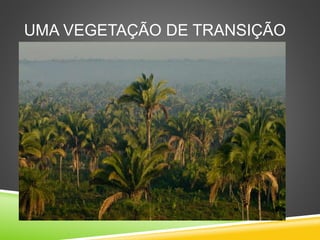 UMA VEGETAÇÃO DE TRANSIÇÃO
 