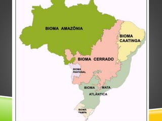 OS BIOMAS BRASILEIROS