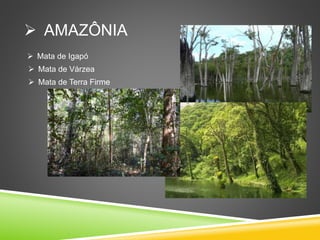  AMAZÔNIA
 Mata de Igapó
 Mata de Várzea
 Mata de Terra Firme
 
