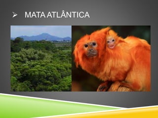  MATA ATLÂNTICA