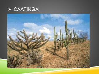  CAATINGA
 
