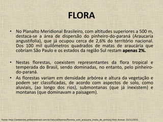FLORA
• No Planalto Meridional Brasileiro, com altitudes superiores a 500 m,
destaca-se a área de dispersão do pinheiro-do-paraná (Araucaria
angustifolia), que já ocupou cerca de 2,6% do território nacional.
Dos 100 mil quilômetros quadrados de matas de araucária que
cobriam São Paulo e os estados da região Sul restam apenas 2%.
• Nestas florestas, coexistem representantes da flora tropical e
temperada do Brasil, sendo dominadas, no entanto, pelo pinheiro-
do-paraná.
• As florestas variam em densidade arbórea e altura da vegetação e
podem ser classificadas, de acordo com aspectos de solo, como
aluviais, (ao longo dos rios), submontanas (que já inexistem) e
montanas (que dominavam a paisagem).
Fonte: http://ambientes.ambientebrasil.com.br/natural/biomas/floresta_com_araucaria_(mata_de_pinhais).html. Acesso: 22/11/2015
 