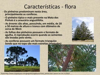 Características - flora
- Os pinheiros predominam nesta área,
principalmente as coníferas.
- O pinheiro típico e mais presente na Mata dos
Pinhais é a araucária angustifólia.
- As árvores são altas, possuindo, em média, de 20
a 50 metros de altura e tronco com diâmetro de
cerca de 90cm
- As folhas dos pinheiros possuem o formato de
agulha. A reprodução ocorre quando as sementes
são levadas pelo vento.
- As coníferas possuem um formato triangular.
Sendo que no topo são mais estreitas (pontudas)
e na base mais largas.
Fonte:http://www.suapesquisa.com/geografia/vegetacao/mata_pinhais.htm. Acesso em 24 /11/2015
 