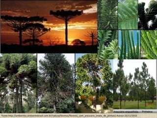 Fonte:http://ambientes.ambientebrasil.com.br/natural/biomas/floresta_com_araucaria_(mata_de_pinhais).Acesso 23/11/2015
 