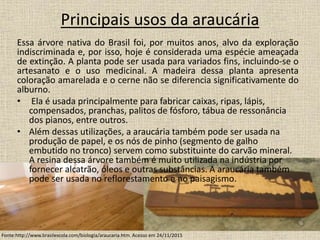 Principais usos da araucária
Essa árvore nativa do Brasil foi, por muitos anos, alvo da exploração
indiscriminada e, por isso, hoje é considerada uma espécie ameaçada
de extinção. A planta pode ser usada para variados fins, incluindo-se o
artesanato e o uso medicinal. A madeira dessa planta apresenta
coloração amarelada e o cerne não se diferencia significativamente do
alburno.
• Ela é usada principalmente para fabricar caixas, ripas, lápis,
compensados, pranchas, palitos de fósforo, tábua de ressonância
dos pianos, entre outros.
• Além dessas utilizações, a araucária também pode ser usada na
produção de papel, e os nós de pinho (segmento de galho
embutido no tronco) servem como substituinte do carvão mineral.
A resina dessa árvore também é muito utilizada na indústria por
fornecer alcatrão, óleos e outras substâncias. A araucária também
pode ser usada no reflorestamento e no paisagismo.
Fonte:http://www.brasilescola.com/biologia/araucaria.htm. Acesso em 24/11/2015
 