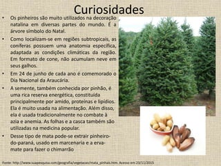 Curiosidades• Os pinheiros são muito utilizados na decoração
natalina em diversas partes do mundo. É a
árvore símbolo do Natal.
• Como localizam-se em regiões subtropicais, as
coníferas possuem uma anatomia específica,
adaptada as condições climáticas da região.
Em formato de cone, não acumulam neve em
seus galhos.
• Em 24 de junho de cada ano é comemorado o
Dia Nacional da Araucária.
• A semente, também conhecida por pinhão, é
uma rica reserva energética, constituída
principalmente por amido, proteínas e lipídios.
Ela é muito usada na alimentação. Além disso,
ela é usada tradicionalmente no combate à
azia e anemia. As folhas e a casca também são
utilizadas na medicina popular.
• Desse tipo de mata pode-se extrair pinheiro-
do-paraná, usado em marcenaria e a erva-
mate para fazer o chimarrão
Fonte: http://www.suapesquisa.com/geografia/vegetacao/mata_pinhais.htm. Acesso em 23/11/2015
 