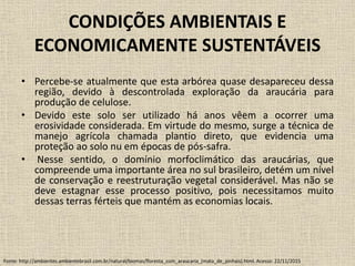 CONDIÇÕES AMBIENTAIS E
ECONOMICAMENTE SUSTENTÁVEIS
• Percebe-se atualmente que esta arbórea quase desapareceu dessa
região, devido à descontrolada exploração da araucária para
produção de celulose.
• Devido este solo ser utilizado há anos vêem a ocorrer uma
erosividade considerada. Em virtude do mesmo, surge a técnica de
manejo agrícola chamada plantio direto, que evidencia uma
proteção ao solo nu em épocas de pós-safra.
• Nesse sentido, o domínio morfoclimático das araucárias, que
compreende uma importante área no sul brasileiro, detém um nível
de conservação e reestruturação vegetal considerável. Mas não se
deve estagnar esse processo positivo, pois necessitamos muito
dessas terras férteis que mantém as economias locais.
Fonte: http://ambientes.ambientebrasil.com.br/natural/biomas/floresta_com_araucaria_(mata_de_pinhais).html. Acesso: 22/11/2015
 