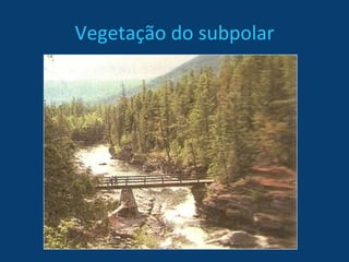 Vegetação do subpolar 