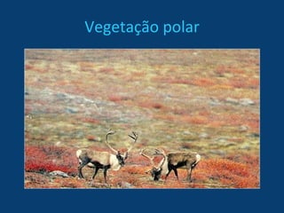 Vegetação polar 
